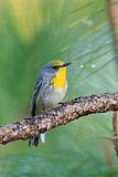 Olive-capped Warbler